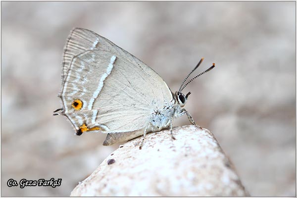 193_purple_hairstreak.jpg - Purple hairstreak, Favonius quercus, Hrastov repkar, Mesto - Location: Skopelos, Greece