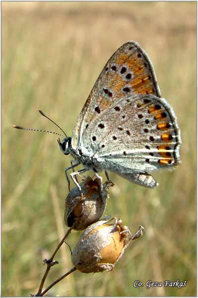 200_lesser_fiery_copper.jpg - Lesser Fiery Copper, Lycaena thersamon,  Pegavi dukat, Location-Mesto: Fruska Gora, Serbia