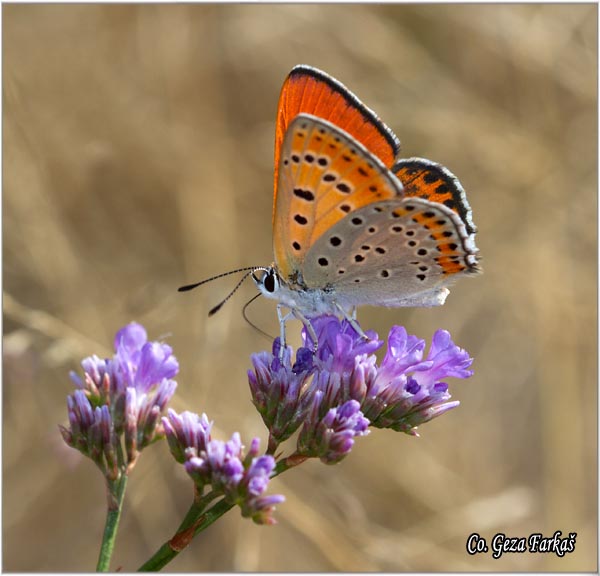 201_lesser_fiery_copper.jpg - Lesser Fiery Copper, Lycaena thersamon,  Pegavi dukat, Location-Mesto: Seleven, Serbia