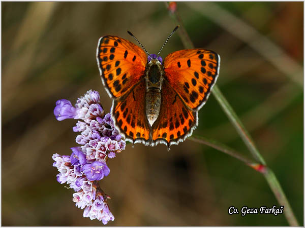 202_lesser_fiery_copper.jpg - Lesser Fiery Copper, Lycaena thersamon,  Pegavi dukat, Location-Mesto: Selevenska pusta, Serbia