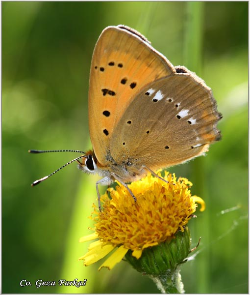 220_scarce_copper.jpg - Scarce Copper, Lycaena virgaureae, Dukat,  Mesto - Location: Maglic, Bosnia and Herzegovina