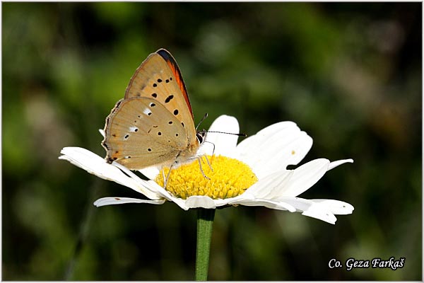 221_scarce_copper.jpg - Scarce Copper, Lycaena virgaureae, Dukat,  Mesto - Location: Maglic, Bosnia and Herzegovina