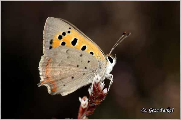 233_small_copper.jpg - Small Copper, Lycaena phleas, Vatreni dukat, Mesto - Location: Fruka Gora, Serbia