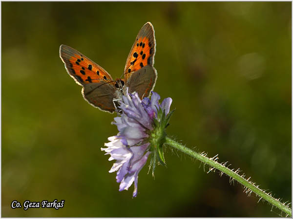 234_small_copper.jpg - Small Copper, Lycaena phleas, Vatreni dukat, Mesto - Location: Bogutovac, Serbia