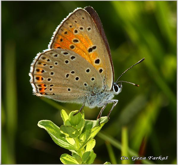 245_balkan_copper.jpg - Balkan Copper, Lycaena candens, Balkanski dukat, Location: Magliæ mountain, Bosnia and Herzegovina