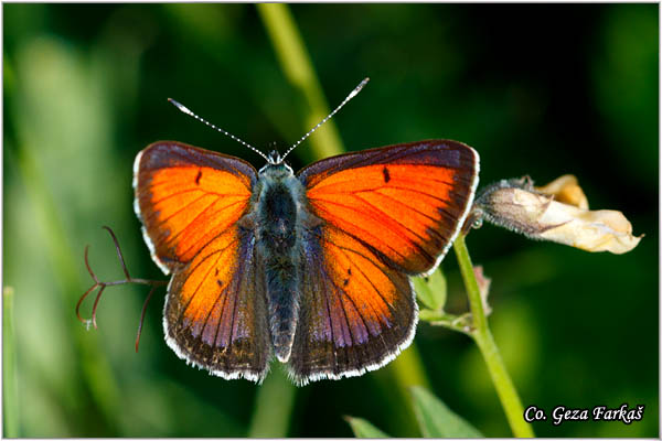 246_balkan_copper.jpg - Balkan Copper, Lycaena candens, Balkanski dukat, Location: Zelengora mountain, Bosnia and Herzegovina