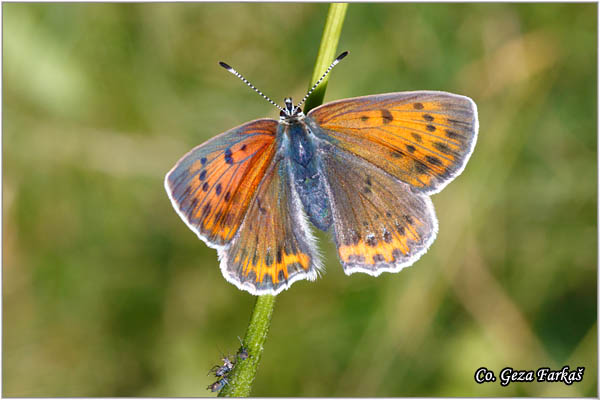 247_balkan_copper.jpg - Balkan Copper, Lycaena candens, Balkanski dukat, Location: Zelengora mountain, Bosnia and Herzegovina