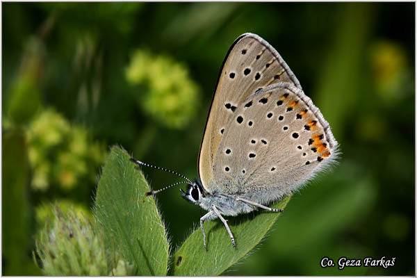 250_purple_edged_copper.jpg - Purple-edged Copper, Lycaena hippothoe. Dolinski dukat, Mesto Location: Tara mountine, Serbia