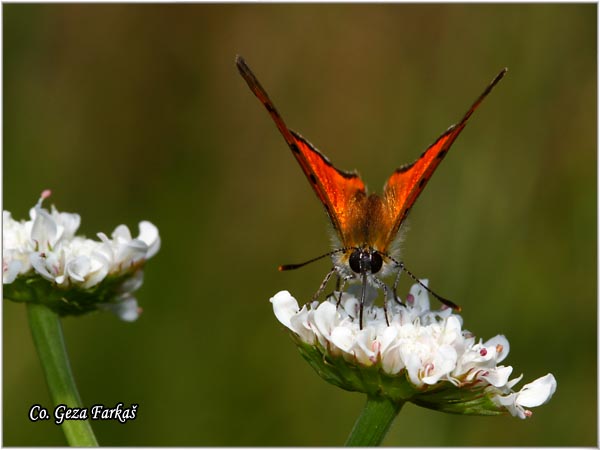 257_grecian_copper.jpg - Grecian copper, Lycaena ottomana, Mesto - Location: Herzeg Novi, Montenegro