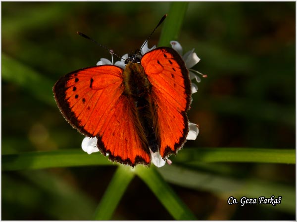 258_grecian_copper.jpg - Grecian copper, Lycaena ottomana, Mesto - Location: Herzeg Novi, Montenegro