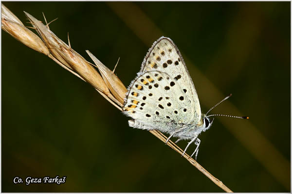 280_sooty_copper.jpg - Sooty Copper, Lycaena tityrus. Tamni dukat, Mesto Location: FruÅ¡ka gora mountine, Serbia