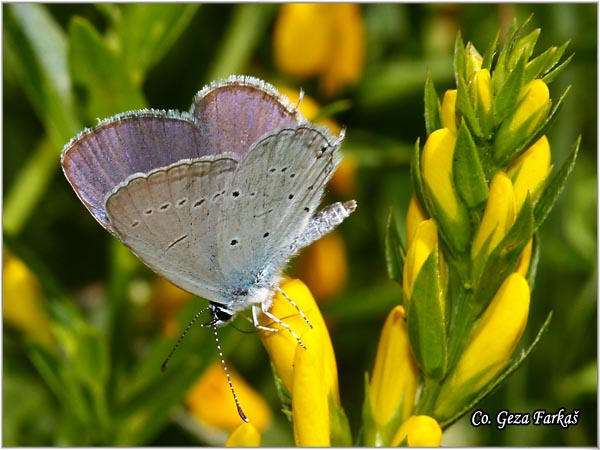 330_provencal_short_tailed_blue.jpg - Provencal short tailed blue, Cupido alcetas, Dugorepi plavac,  Mesto - Location: Maglic mountine, Bosnia and Herzegovina