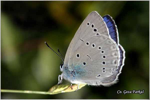 400_iolas_blue.jpg - Iolas blue, Iolana iolas, Pucavac, Mesto - Location: Fruka Gora, Serbia