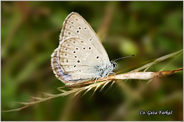 420_alcon_blue.jpg - Alcon Blue, Maculinea alcon, Mali pegavac, Mesto - Location: Han Pjesak, Bosnia and Herzegovina