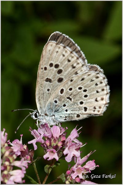 433_large_blue.jpg - Large blue butterfly, Maculinea arion, Veliki pegavac, Location: Han Pjesak, Bosnia and Herzegovina