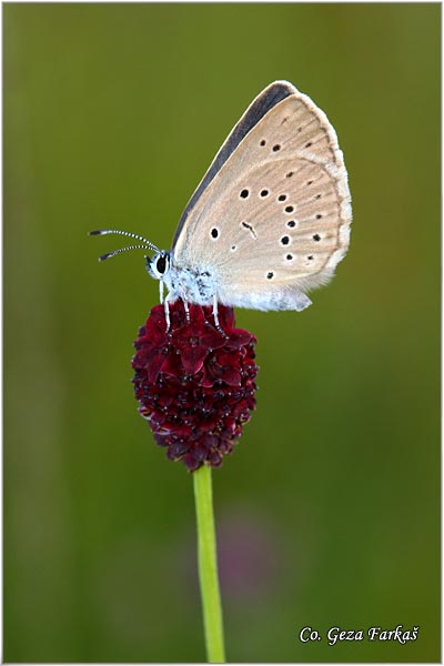 455_scarce_large_blue.jpg - Scarce Large Blue, Maculinea telejus,  Location: Selevenj, Serbia