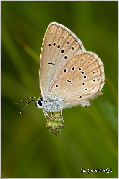 456_scarce_large_blue.jpg - Scarce Large Blue, Maculinea telejus,  Location: Selevenj, Serbia