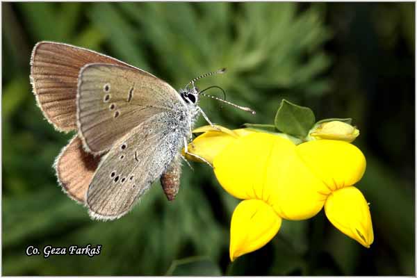 505_mazarine_blue.jpg - Mazarine Blue, Polyommatus semiargus, Vizantijski plavac, Mesto - Location: Tara, Serbia