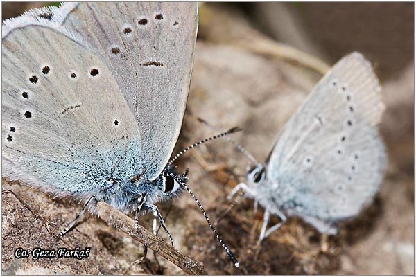 507_mazarine_blue.jpg - Mazarine Blue, Cyaniris semiargus, Vizantijski plavac, Mesto - Location: Maglic, Bosnia and Herzegovina