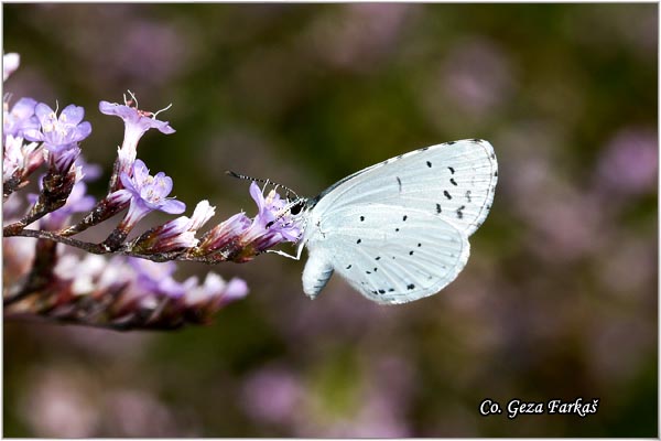 521_holly_blue.jpg - Holly blue, Celastrina argiolus, Krkovin plavac, Mesto - Location: Skhiatos, Grece