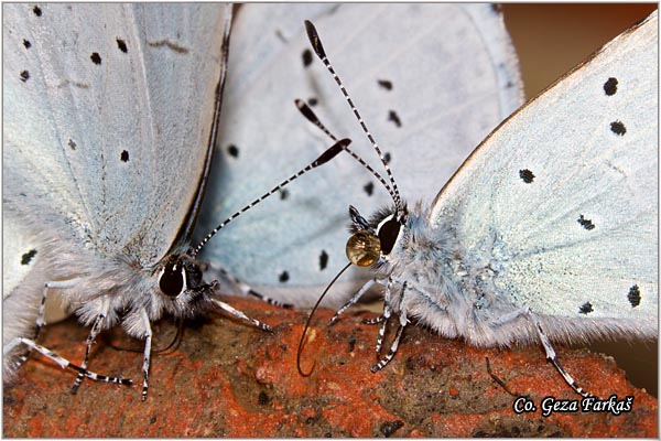 522_holly_blue.jpg - Holly blue, Celastrina argiolus, Krkovin plavac, Mesto - Location: Fruska gora mountain, Vojvodina, Serbia