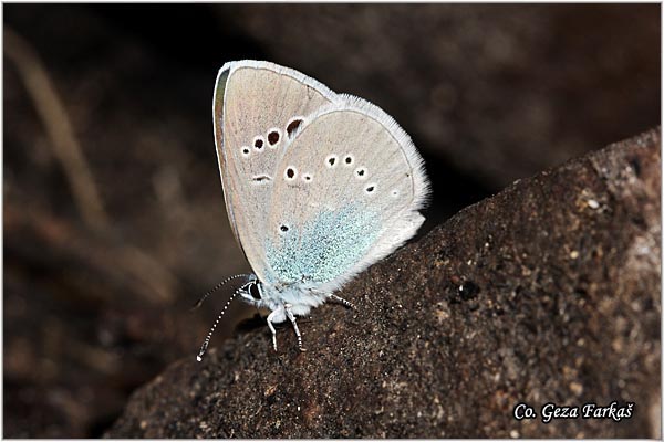 533_green-underside_blue.jpg - Green-underside Blue, Glaucopsyche alexis, Zelenotrbi plavac,  Mesto - Location: Fruka Gora, Serbia