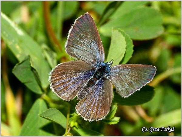 534_green-underside_blue.jpg - Green-underside Blue, Glaucopsyche alexis, Zelenotrbi plavac,  Mesto - Location: Herzeg Novi, Montenegro