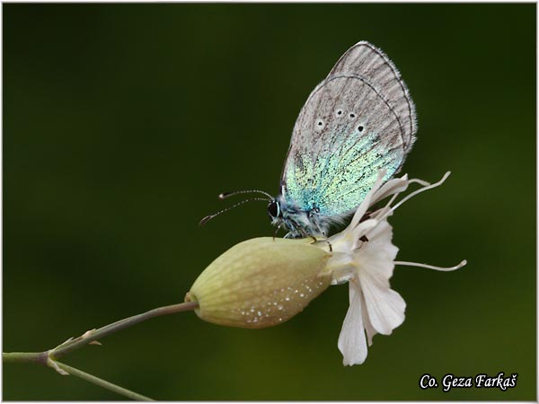 535_green-underside_blue.jpg - Green-underside Blue, Glaucopsyche alexis, Zelenotrbi plavac,  Mesto - Location: Herzeg Novi, Montenegro