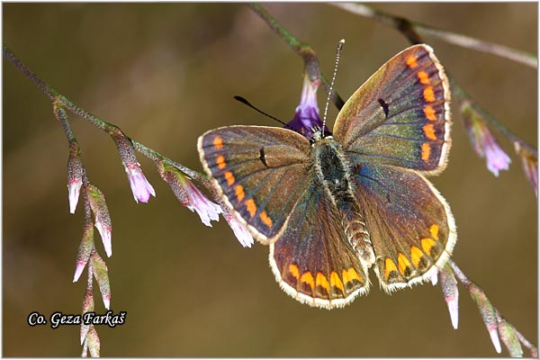 558_brown_argus.jpg - Brown Argus, Aricia agestis, Zdravcev plavac, Mesto - Location: Tara, Serbia