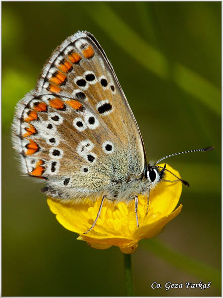 559_brown_argus.jpg - Brown Argus, Aricia agestis, Zdravèev plavac, Mesto - Location: Tara, Serbia