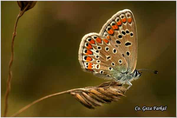 615_common_blue.jpg - Common blue, Polyommatus icarus, Gladisev plavac, Mesto - Location: Fruska Gora, Serbia