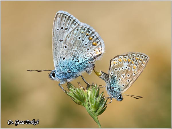 616_common_blue.jpg - Common blue, Polyommatus icarus, Gladiev plavac, Mesto - Location: Titelski breg, Serbia