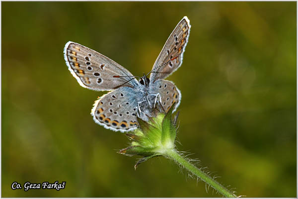 617_common_blue.jpg - Common blue, Polyommatus icarus, GladiÅ¡ev plavac, Mesto - Location: Bogutovac, Serbia