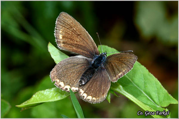 654_amandas_blue.jpg - Amanda's Blue, Polyommatus amandus, Amanda, Location: Mokra gora, Serbia