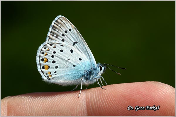 655_amandas_blue.jpg - Amanda's Blue, Polyommatus amandus, Amanda, Location: Magliæ mountain, Bosnia and Herzegovin