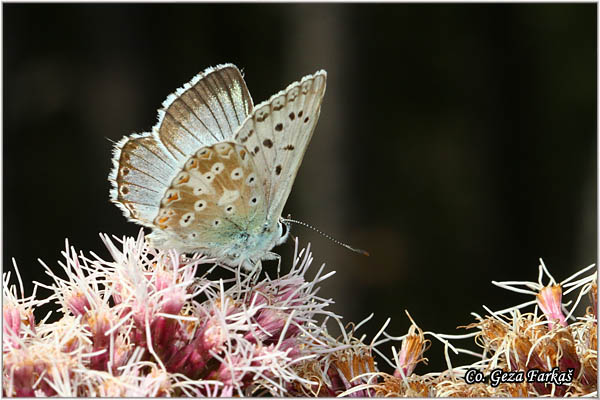 680_chalkhill_blue.jpg - Chalkhill Blue, Polyommatus coridon, Srebrnkasti plavac, Mesto - Location: Mokra gora, Serbia