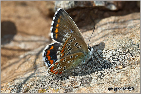 690_adonis_blue.jpg - Adonis blue, Polyommatus bellargus. Reckavi plavac, Mesto Location: Kopaonik mountine, Serbia