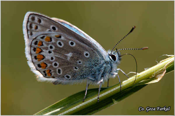 700_eros_blue.jpg - Eros blue, Polyommatus eros, Planinski plavac, Location: Zelengora mountain, Bosnia and Herzegovina