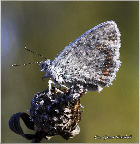 718_silver-studded_blue.jpg - Silver-studded blue, Plebejus argus, Stooki plavac, Mesto - Location: Vlasina, Serbia