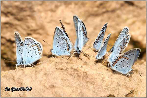 719_silver-studded_blue.jpg - Silver-studded blue, Plebejus argus, Stooki plavac, Mesto - Location: Fruska Gora, Serbia