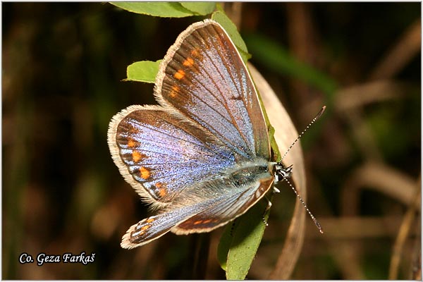 760_reverdins_blue.jpg - Reverdin's Blue, Plebejus argyrognomon, Blistavi plavac,  Location: Novi Sad, Serbia