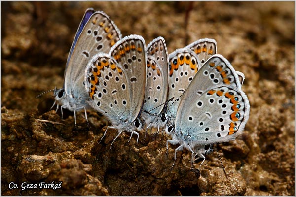 761_reverdins_blue.jpg - Reverdin's Blue, Plebejus argyrognomon, Blistavi plavac,  Location: Fruka Gora, Serbia