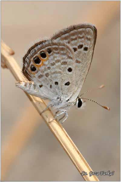 901_gossamer_wing.jpg - Gossamer wing, Chilades trochylus, Mesto - Location: Hamamet, Tunisia