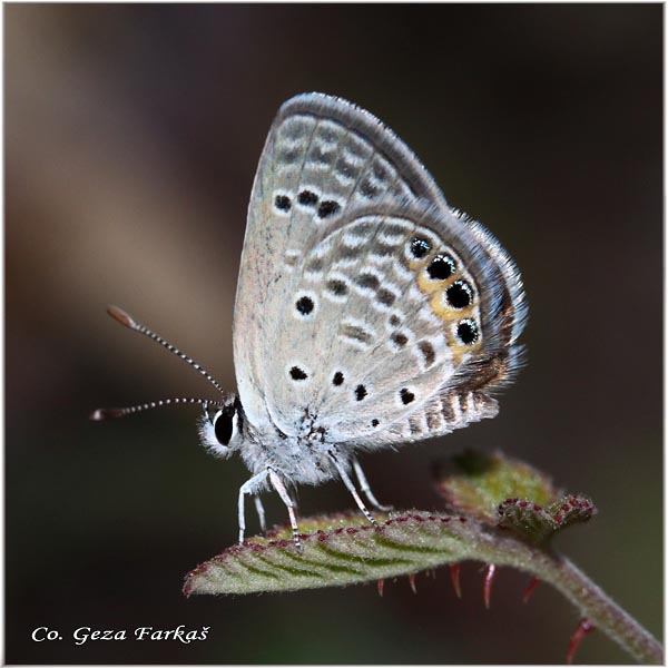 902_gossamer_wing.jpg - Gossamer wing, Chilades trochylus, Mesto - Location: Skopelos, Greece