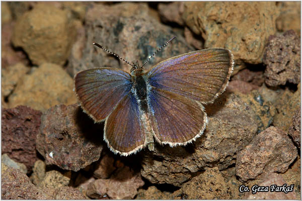 910_african_grass_blue.jpg - African Grass Blue, Zizeria knysna, Location: Gran Canaria, Spain