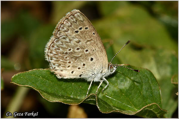 911_african_grass_blue.jpg - African Grass Blue, Zizeria knysna, Location: Gran Canaria, Spain