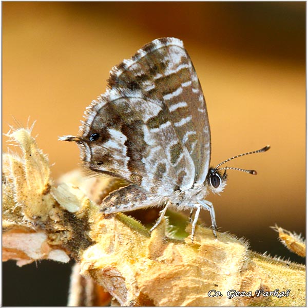 955_geranium_bronze.jpg - Geranium Bronze, Cacyreus marshalli,  Location: Corfu, Grece