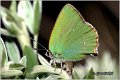 055_green_hairstreak