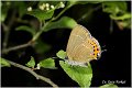 129_black_hairstreak