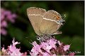 151_blue-spot_hairstreak